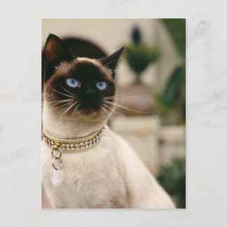 Carte Postale Chat de Siamese