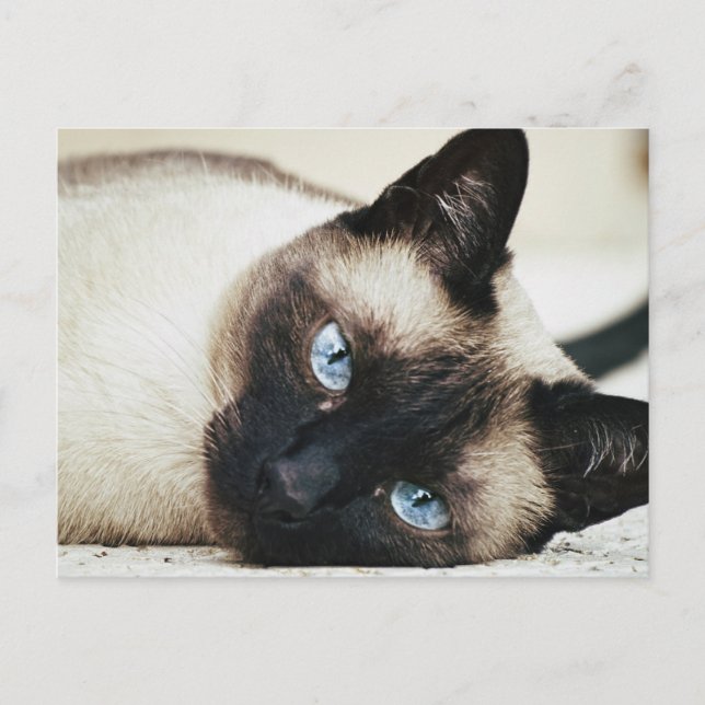Carte Postale Chat de Siamese (Devant)