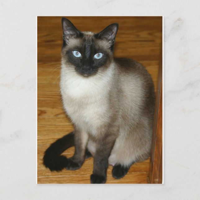 Carte Postale Chat de Siamese (Devant)