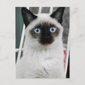 Carte Postale Chat de Siamese