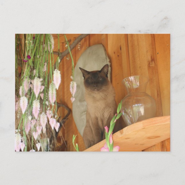 Carte Postale Chat de Siamese Poing #1 animal (Devant)