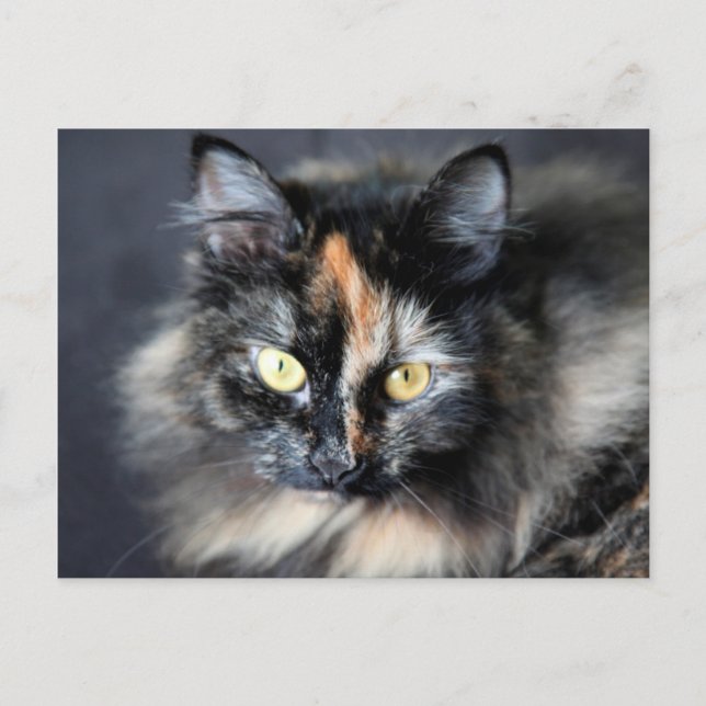 Carte Postale Chat de Sibérie (Devant)