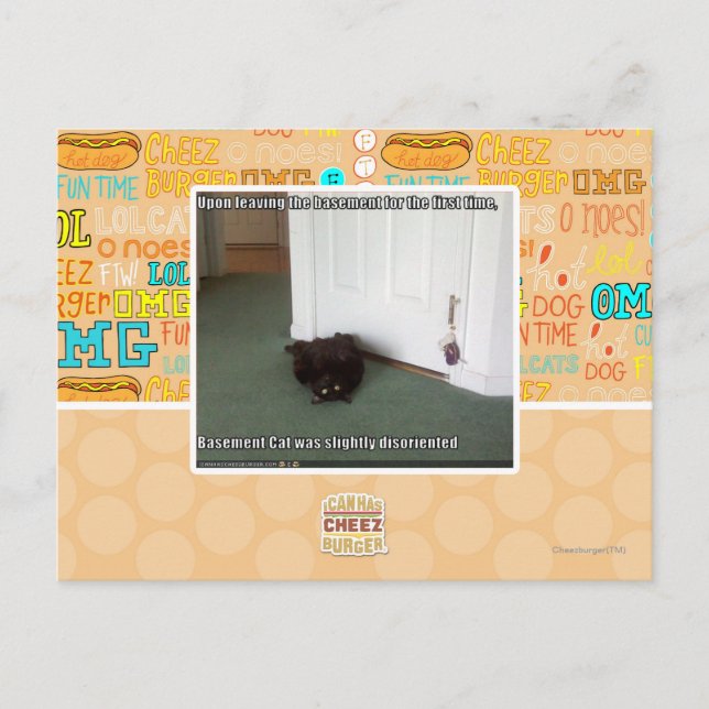 Carte Postale Chat de sous-sol, légèrement désorienté (Devant)