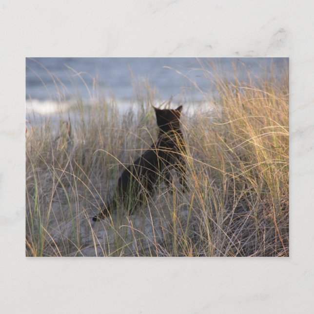 Carte Postale Chat des dunes (Devant)