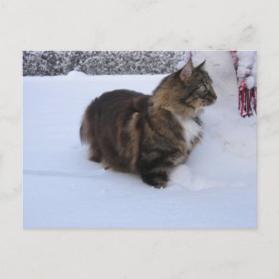 Carte Postale chat des forêts norvégiennes dans la neige