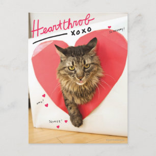 Carte Postale Chat d'idole