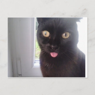 Carte Postale Chat doux