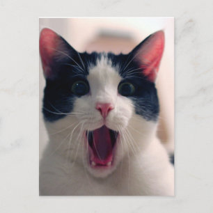 Carte Postale Chat drôle