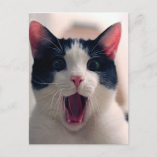 Carte Postale Chat drôle