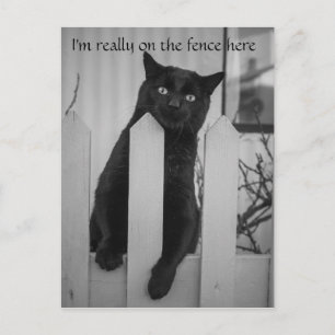 Carte Postale Chat drôle accroché à une clôture
