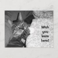 Chat drôle endormi dans le lit Vous auriez aimé êt