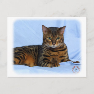 Carte Postale Chat du Bengale 9W052D-023