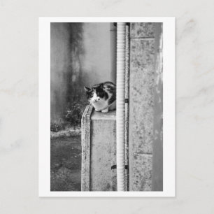 Carte Postale Chat du village