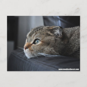 Carte Postale Chat écossais plié : penser à vous