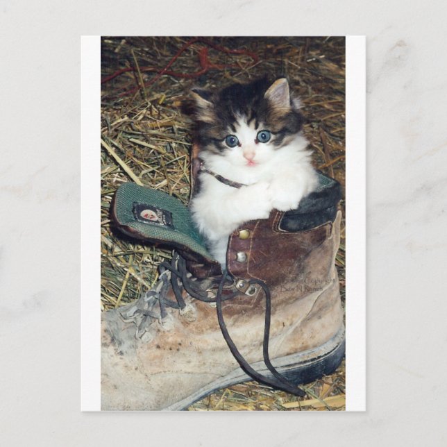 Carte Postale Chat en démarrage (Devant)