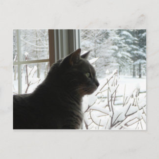 Carte Postale Chat en hiver