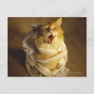 Carte Postale Chat enveloppé dans du gaze médical