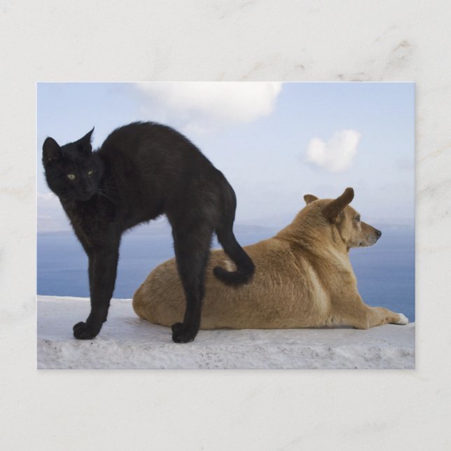 Carte Postale Chat et chien (Devant)