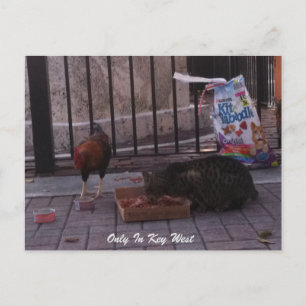 Carte postale chat et coq "Only In Key West"