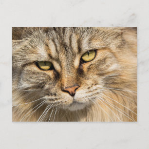 Carte Postale Chat forestier norvégien