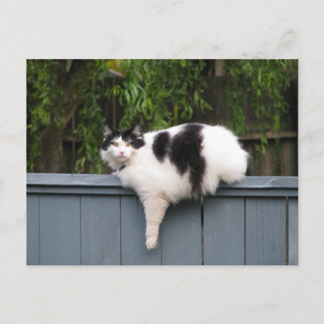 Carte Postale Chat gras sur la clôture (Devant)