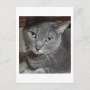 Carte Postale Chat gris bleu russe