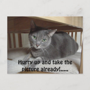 Carte Postale Chat gris/bleu russe