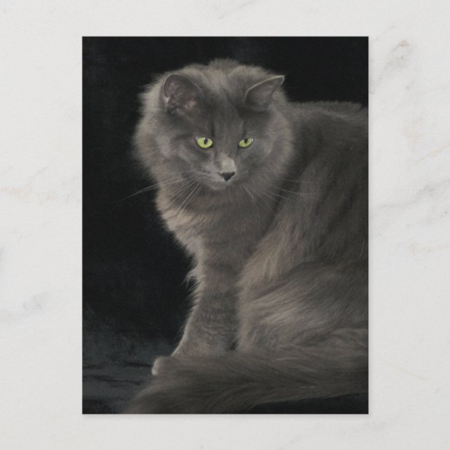 Carte Postale Chat gris Long Cheveux Russe Bleu Kitty Kitten Mig (Devant)