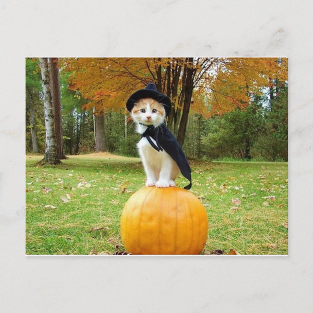 Carte Postale Chat Halloween Sur Un Citrouille Orange (Devant)