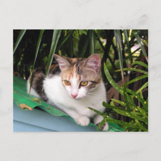 Carte Postale Chat Hemingway