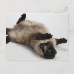 Carte Postale Chat himalayen allongé sur son dos