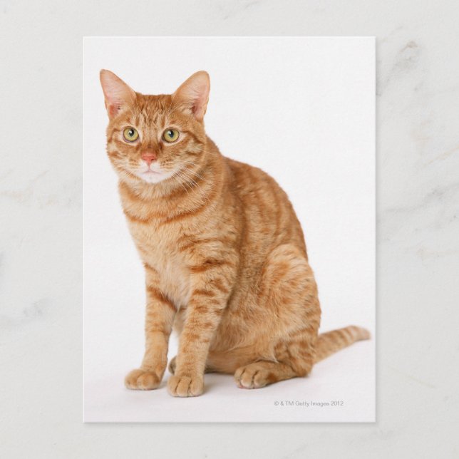 Carte Postale Chat japonais (Devant)