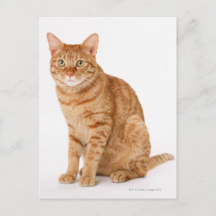 Carte Postale Chat japonais