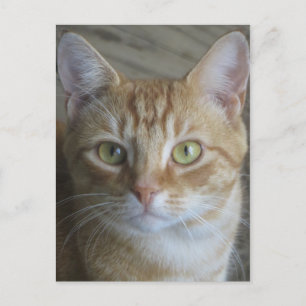 Carte Postale Chat jaune