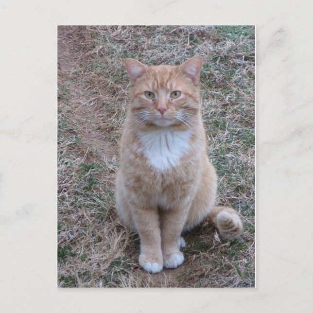 Carte Postale Chat Jaune À L'Attention (Devant)