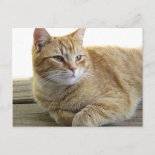 Carte Postale Chat jaune reposant