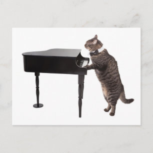Carte Postale Chat Jouer Piano
