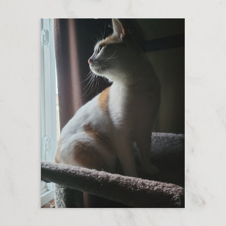 Carte Postale Chat le plus dramatique sur un arbre à chat jamais