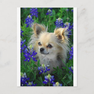 Carte Postale Chat long Chihuahua en Bonnets Bleus