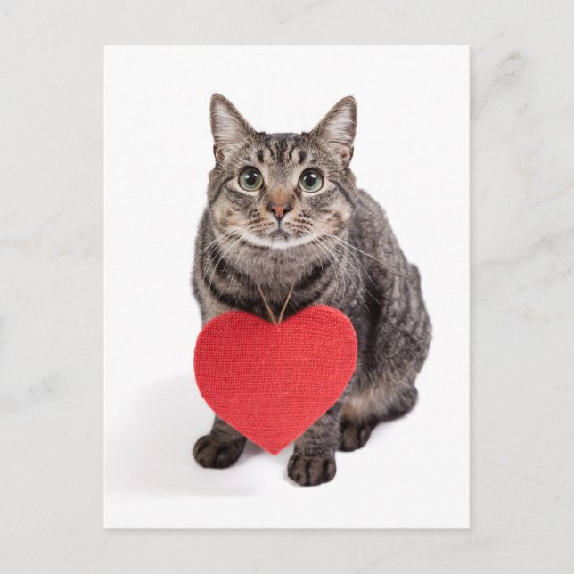 Carte Postale Chat Love (Devant)
