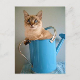Carte Postale Chat magnifique dans l'eau