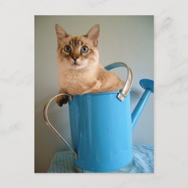 Carte Postale Chat magnifique dans l'eau (Devant)