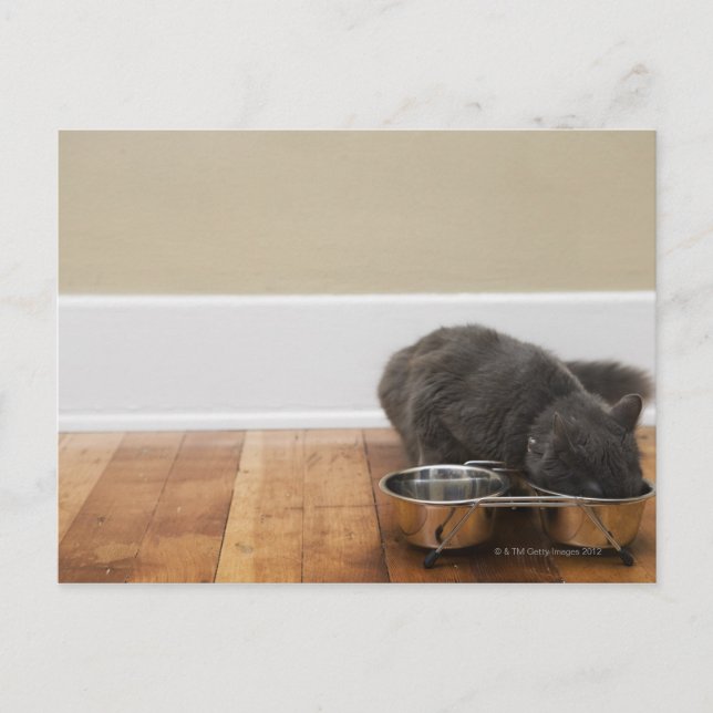 Carte Postale Chat mangeant dans un bol (Devant)
