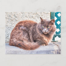 Chat Maspalomas