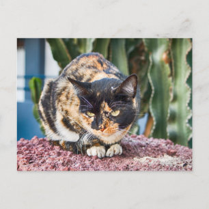 Carte Postale Chat Maspalomas