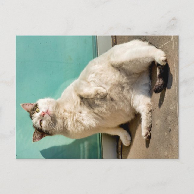 Carte Postale Chat maternel (Devant)