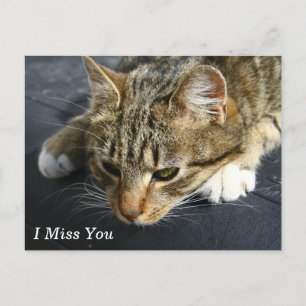 Carte Postale [Chat mélancolique] Je Vous Manque