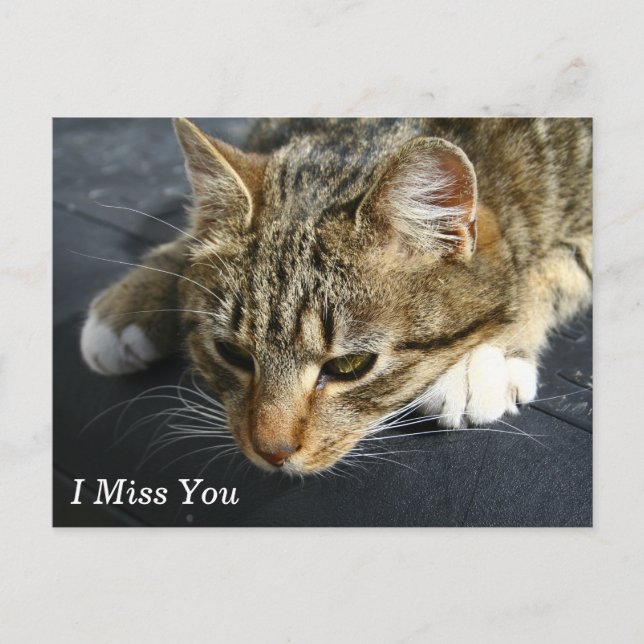 Carte Postale [Chat mélancolique] Je Vous Manque (Devant)