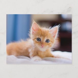 Carte Postale Chat mignonne aux yeux bleus