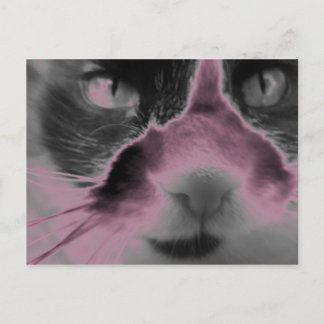 Carte Postale Chat Neon rose
